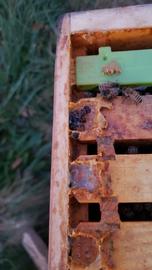  SHBs imprisoned in propolis "jail" on top bars; photo by Justin Schiffler
